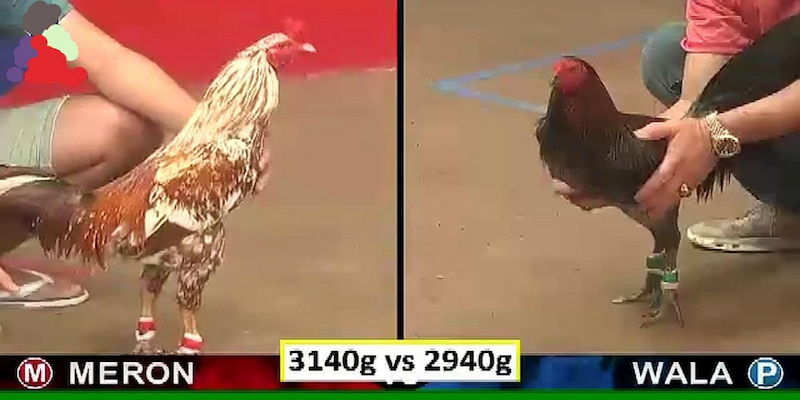 da-ga-thomo-4
